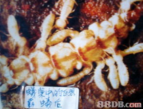 專業服務保障，保佳白蟻防治公司全方位守護您的安全與美觀